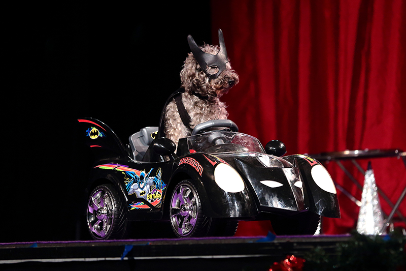 2015 Holiday Rescue Tour