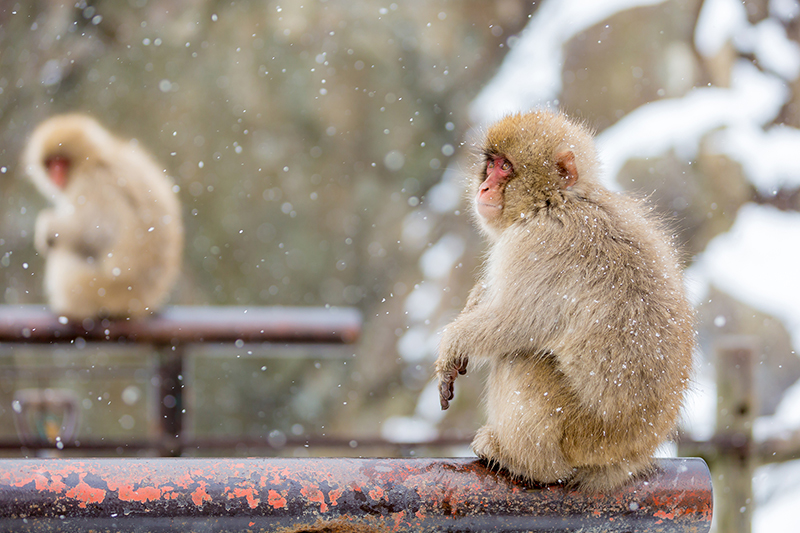 Wildlife